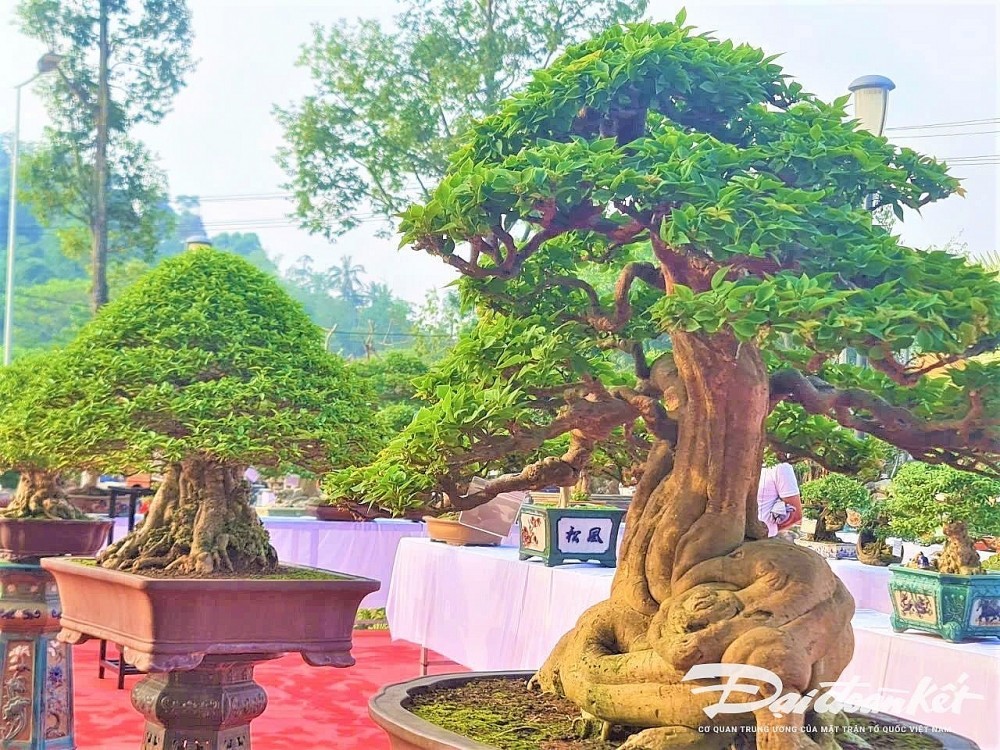 上千独特盆景作品汇聚广义  盆景玩家大饱眼福