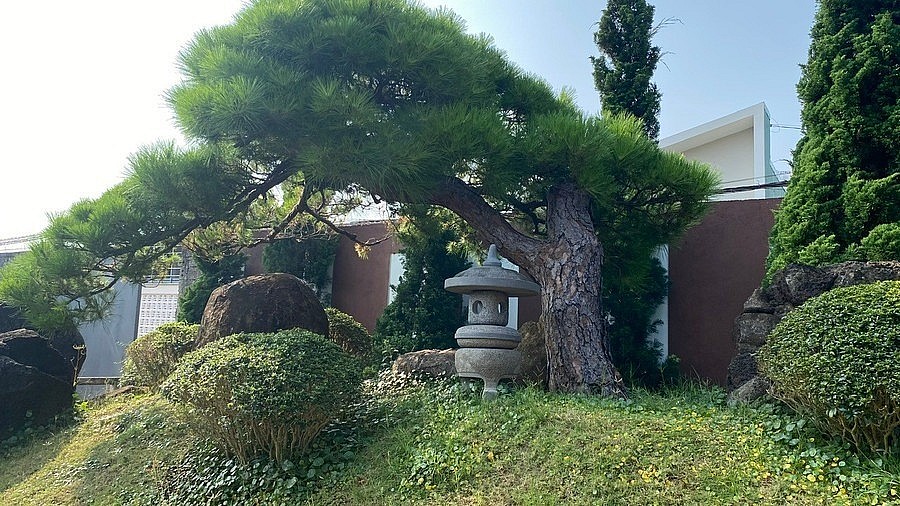 “打卡”风景如画的波来古市日式针叶类盆景园