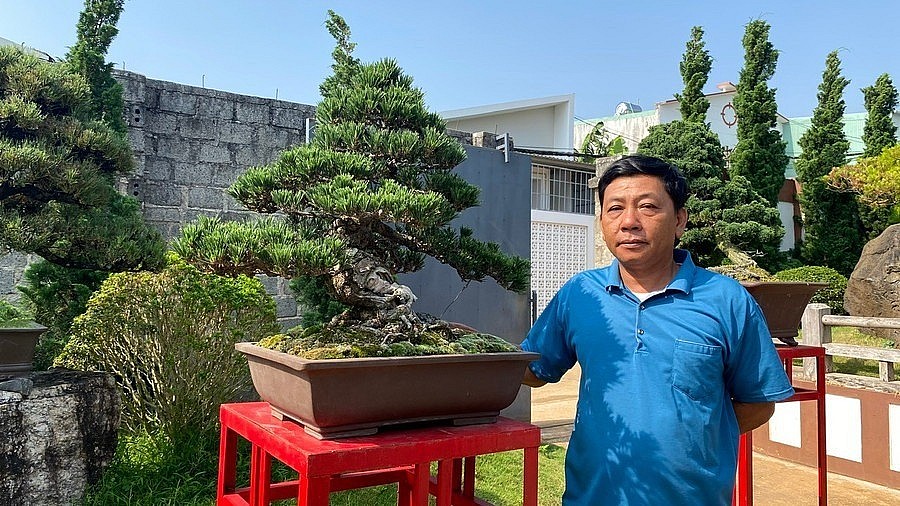 “打卡”风景如画的波来古市日式针叶类盆景园