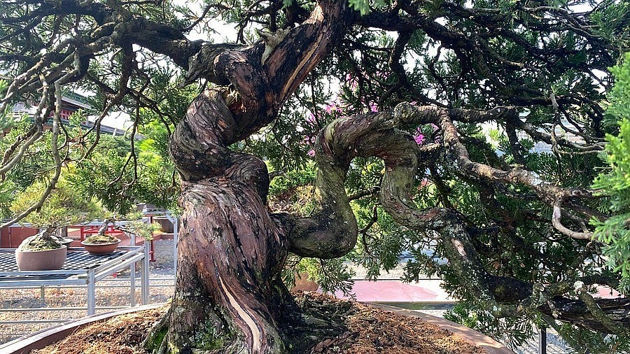 “打卡”风景如画的波来古市日式针叶类盆景园