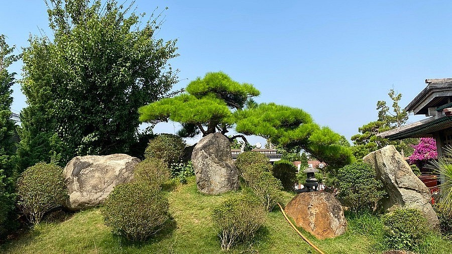 “打卡”风景如画的波来古市日式针叶类盆景园