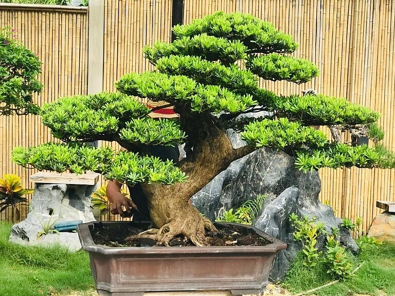 “打卡”风景如画的波来古市日式针叶类盆景园