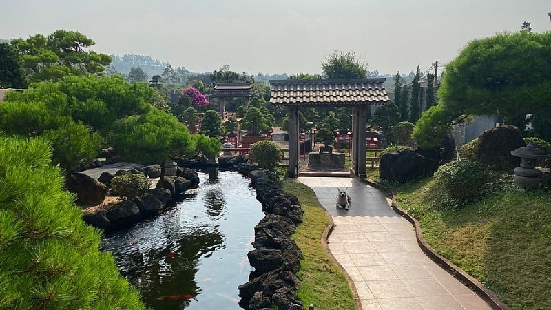 “打卡”风景如画的波来古市日式针叶类盆景园