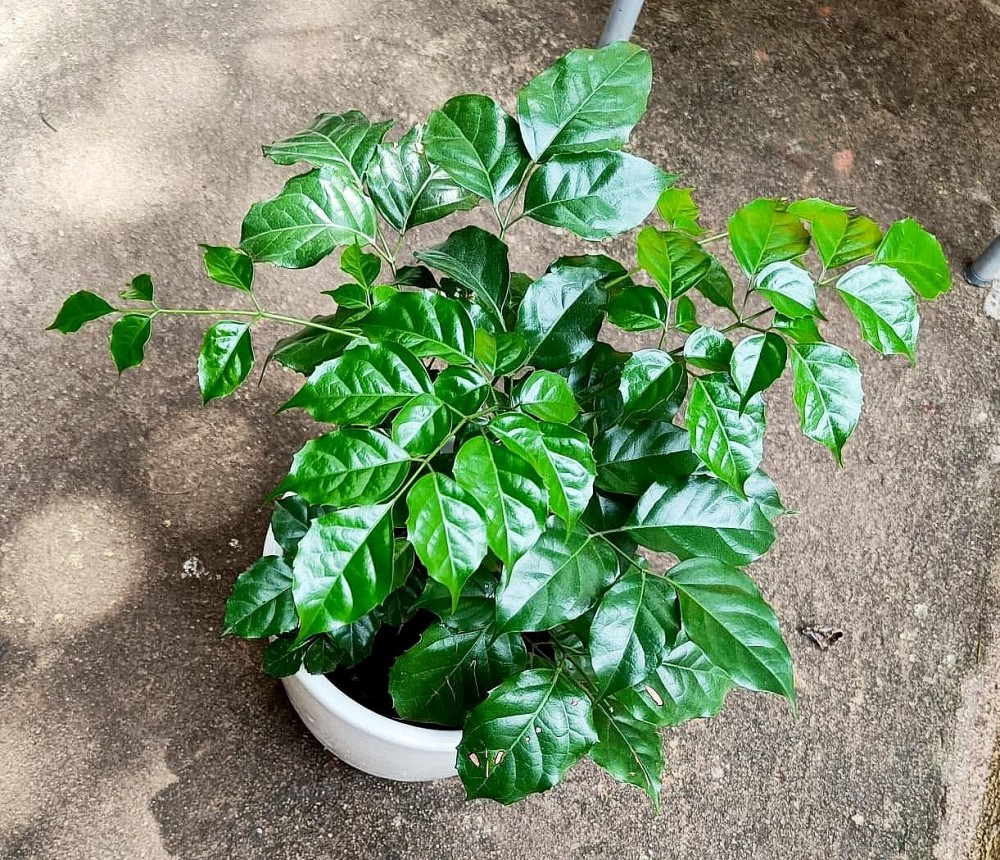 幸福树开花:这是个好兆头或只是巧合?