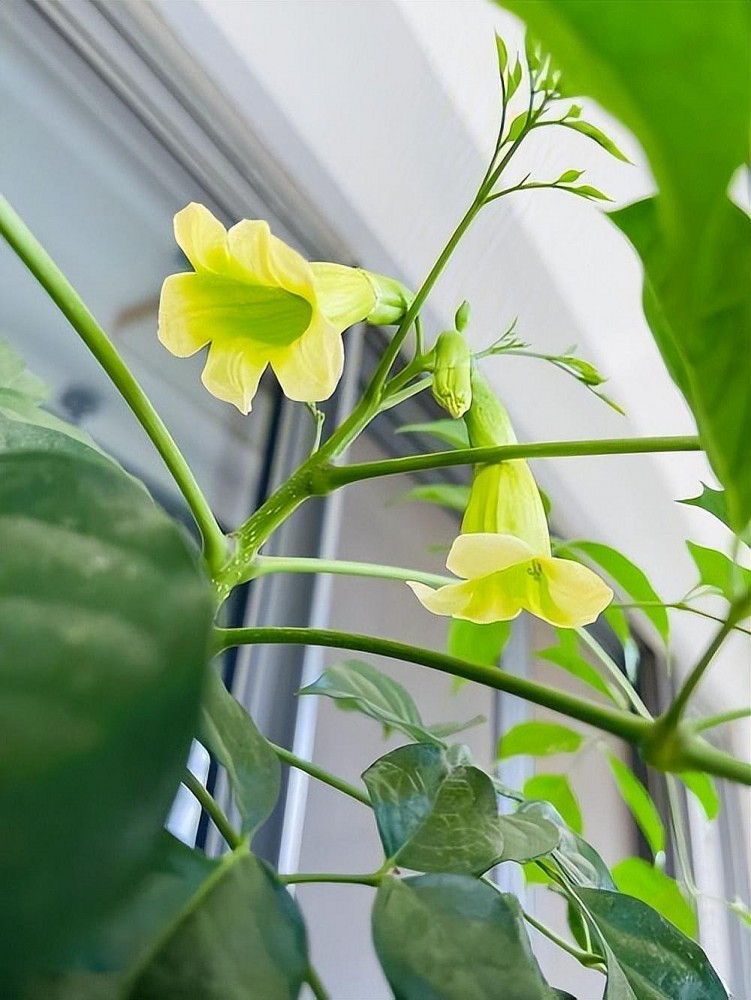 幸福树开花:这是个好兆头或只是巧合?
