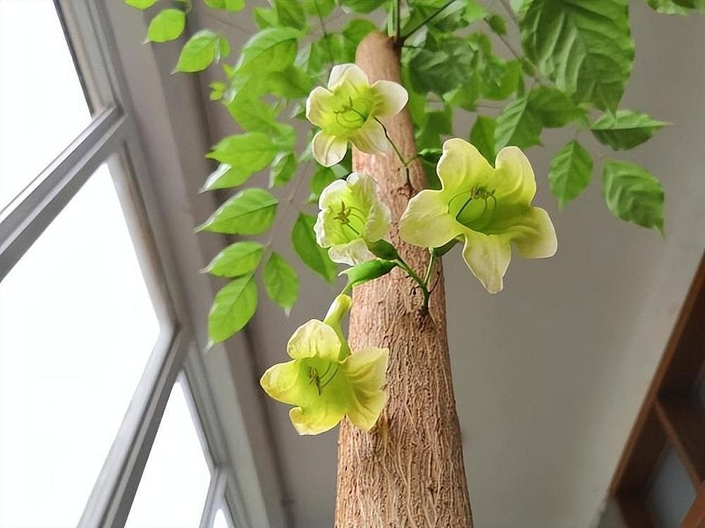 幸福树开花:这是个好兆头或只是巧合?