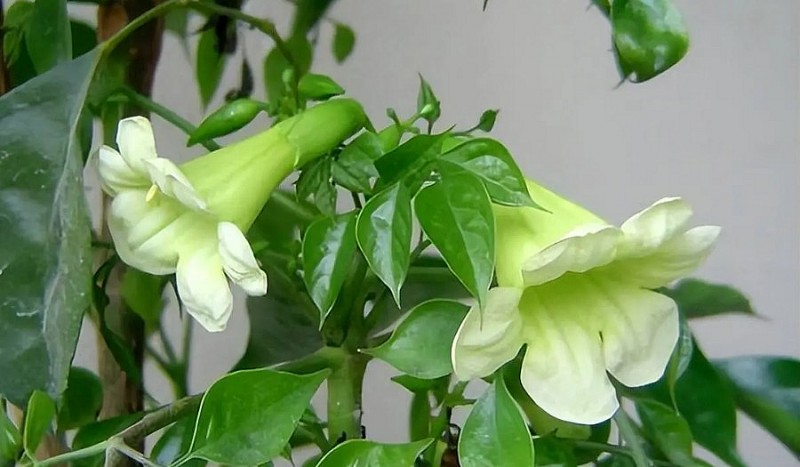 幸福树开花:这是个好兆头或只是巧合?