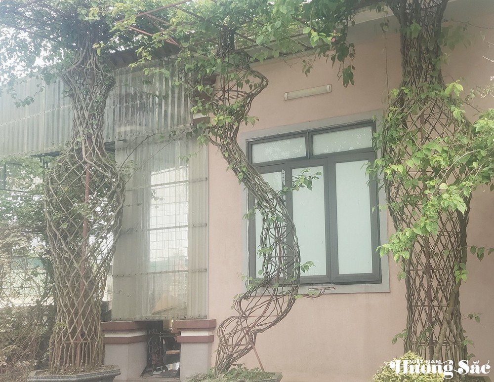 欣赏九零后男孩的独特凤眼蓝盆景