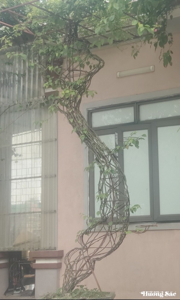欣赏九零后男孩的独特凤眼蓝盆景