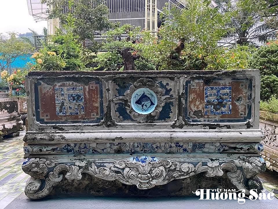 欣赏九零后男孩的独特凤眼蓝盆景