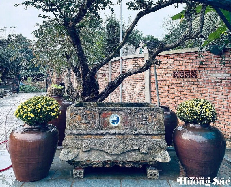欣赏九零后男孩的独特凤眼蓝盆景