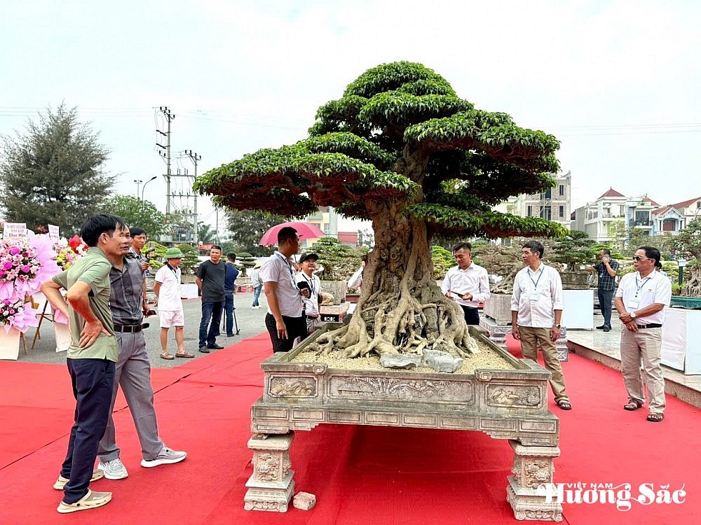 超过1000件作品参加了2025年扩大的Van Giang区景观生物展览
