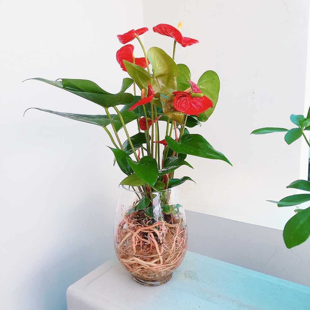Hồng môn nổi bật bởi nét đẹp mềm mại, thanh lịch nhưng vẫn đầy nội lực.