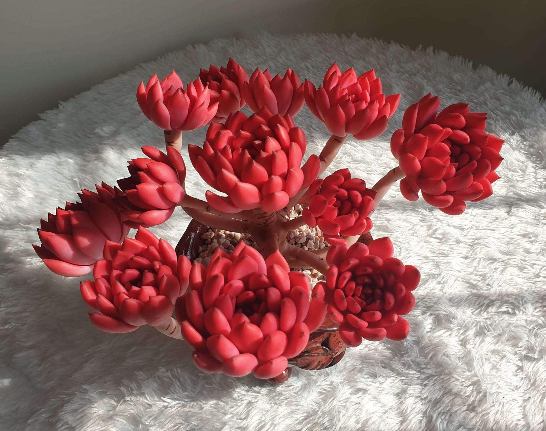 Đối với người mệnh Hỏa, sự hiện diện của Sen đá đỏ giống như một lời nhắn nhủ nhẹ nhàng về sự kiên nhẫn và khả năng thích nghi.