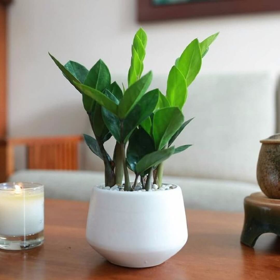 Cây Kim Tiền là biểu tượng của tài lộc và thịnh vượng! Đặt một chậu trong nhà hay văn phòng để hút may mắn và năng lượng tích cực mỗi ngày.
