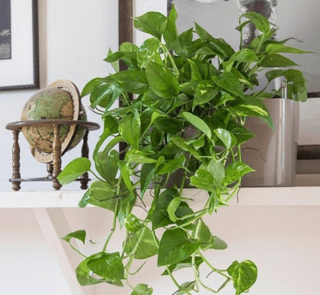 Gia chủ có thể đặt cây Vạn Niên Thanh ở bất cứ vị trí nào trong nhà.