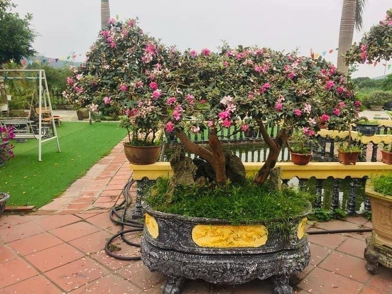 Sim tím vốn là loài cây mọc dại nhưng việc chọn bonsai từ loại cây này cũng cần nhiều kỹ thuật.