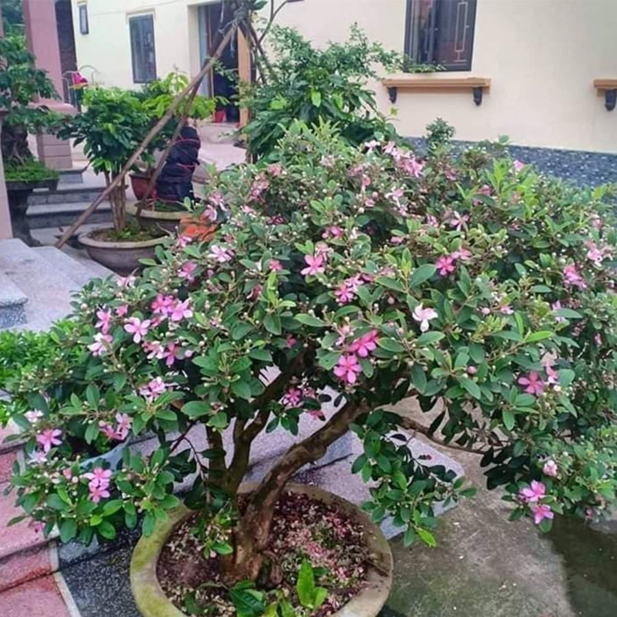 Nên chọn mua bonsai sim tím ở các vườn  uy tín.