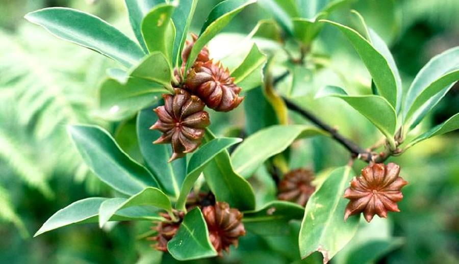 Hoa hồi Việt có cơ hội trở thành biểu tượng mới – không chỉ của ngành nông nghiệp mà còn của bản sắc văn hóa dân tộc.