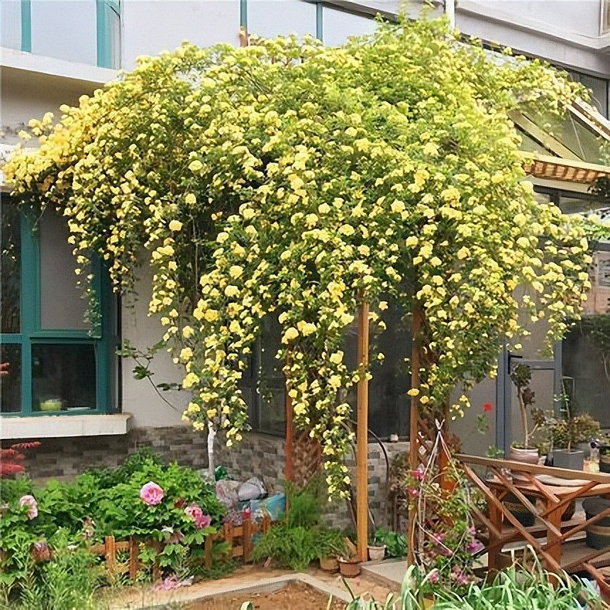 Thác hoa vàng rực rỡ: Đừng trồng hoa hồng, hãy thử hồng mân côi