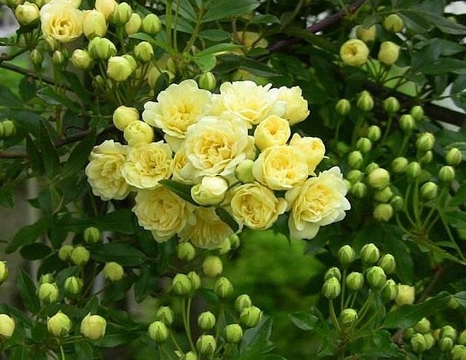 Thác hoa vàng rực rỡ: Đừng trồng hoa hồng, hãy thử hồng mân côi