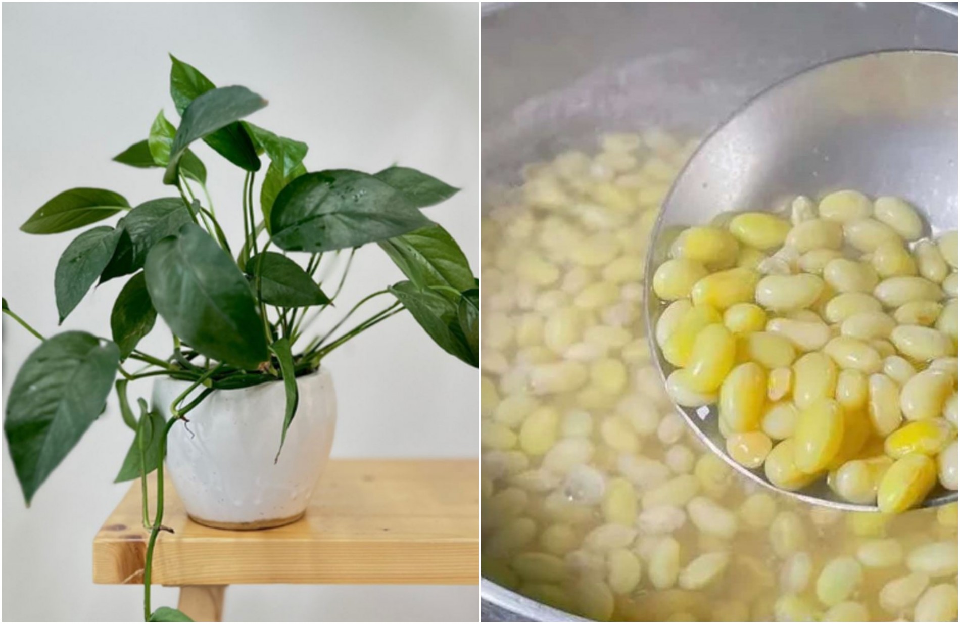 Chất đạm thực vật từ đậu giúp trầu bà phát triển lá nhanh hơn