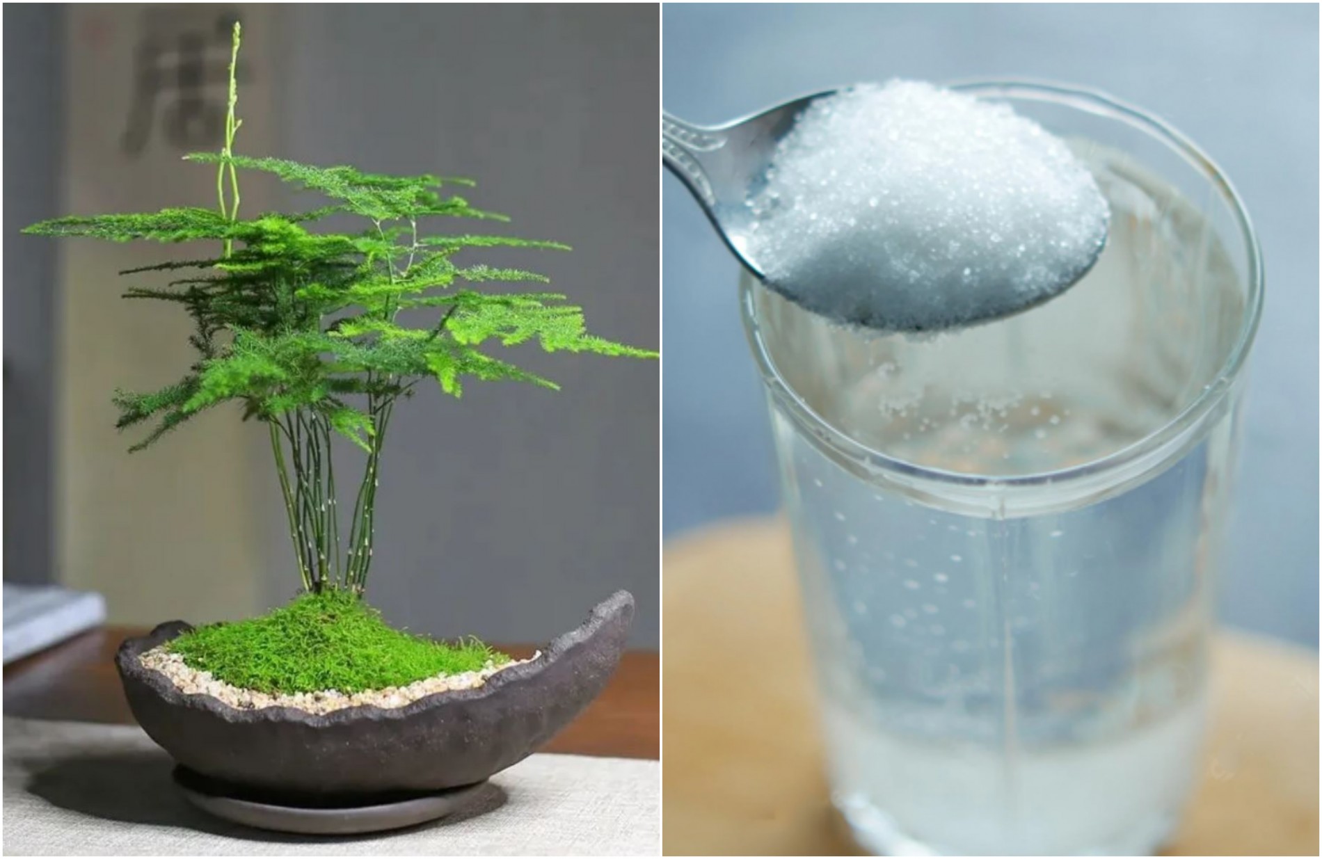Một thìa nhỏ đường trắng hoặc đường nâu pha trong một lít nước, tưới vào sáng sớm, sẽ giúp cây hấp thu thêm năng lượng cho quá trình quang hợp.