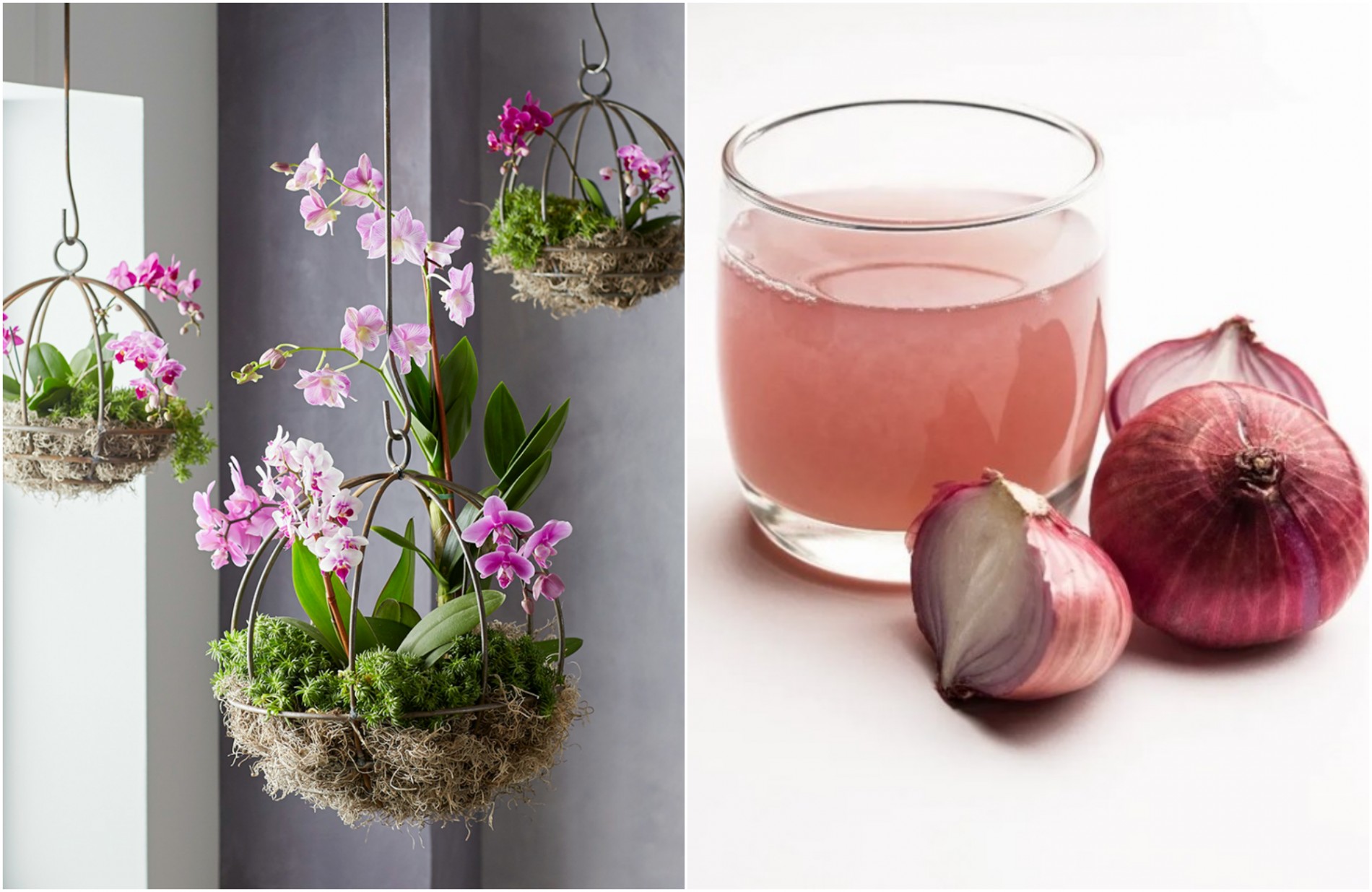 Chất kháng sinh tự nhiên trong hành giúp tăng sức đề kháng, đồng thời kích thích rễ non mọc mạnh.
