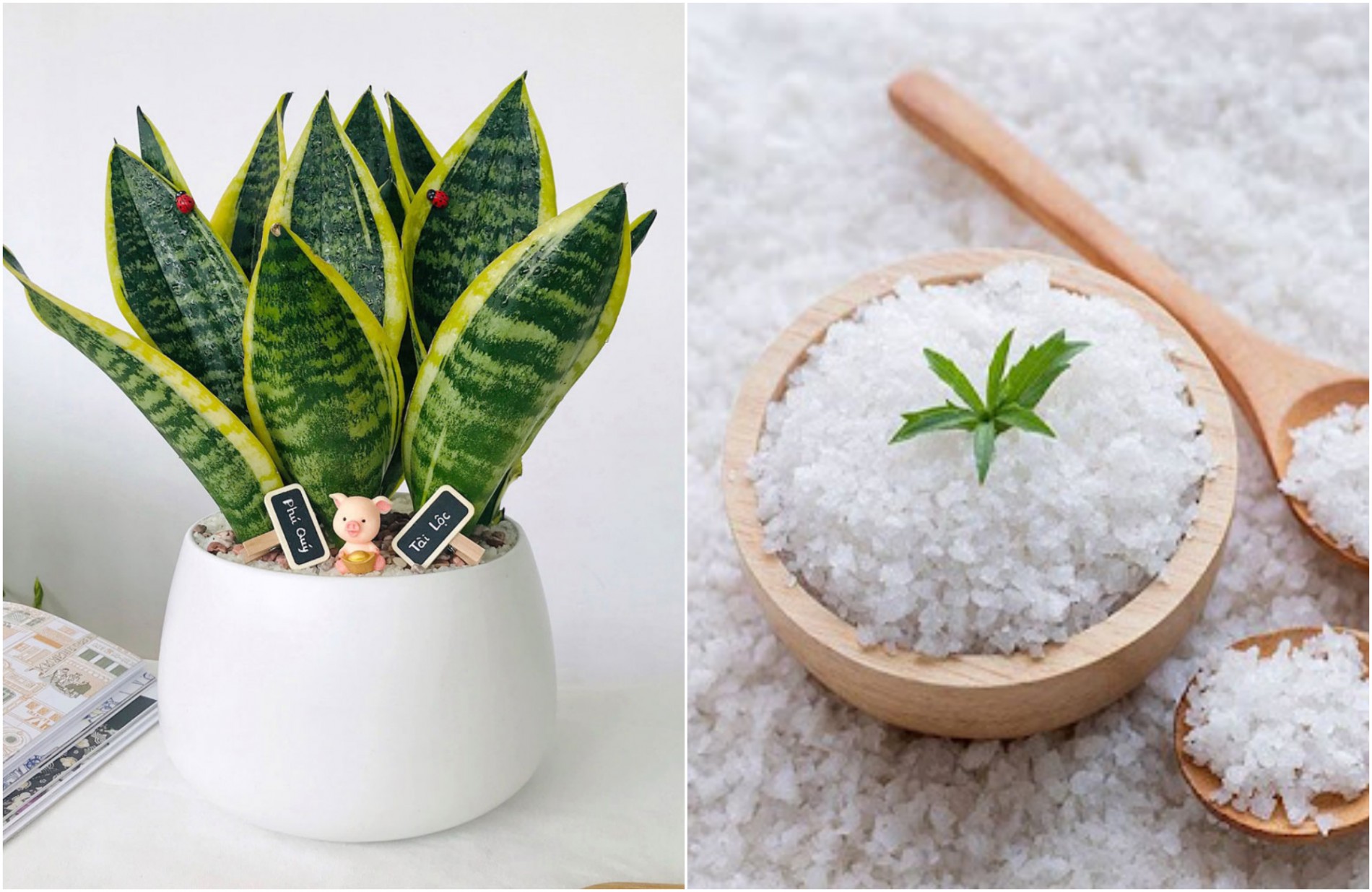 Muối cung cấp khoáng vi lượng, nhưng cần hạn chế liều lượng để tránh gây hại cho cây.