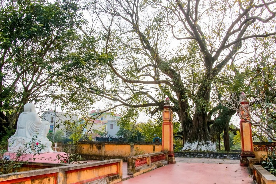 “Đại lão” bồ đề hơn 900 năm tuổi, xòe tay giữa làng cổ Dịch Diệp