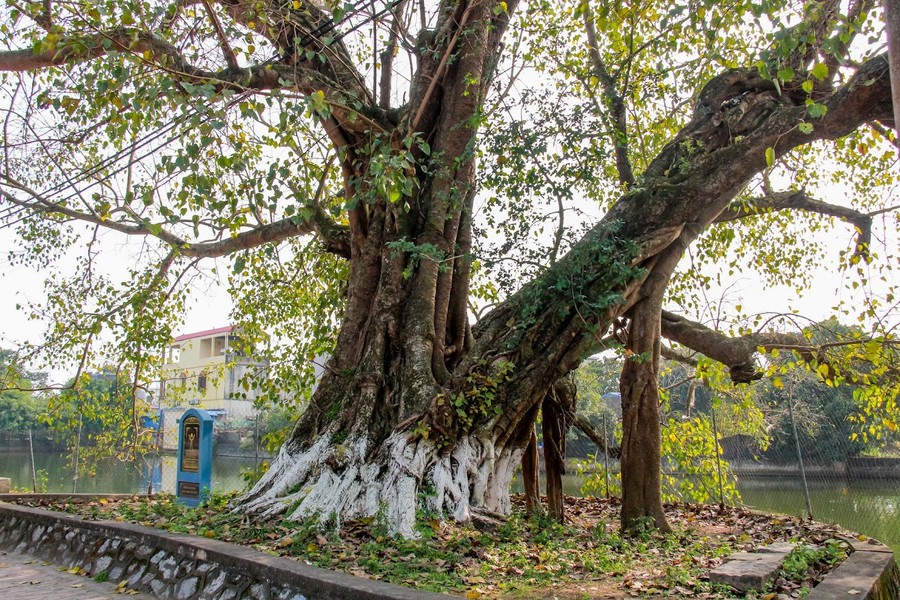 “Đại lão” bồ đề hơn 900 năm tuổi, xòe tay giữa làng cổ Dịch Diệp