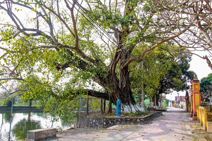 “Đại lão” bồ đề hơn 900 năm tuổi, xòe tay giữa làng cổ Dịch Diệp