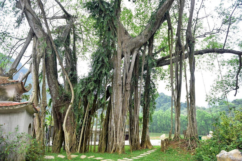 Cây đa &quot;di chuyển&quot; nghìn năm ở Ninh Bình, mỗi bước đi dài cả thế kỷ