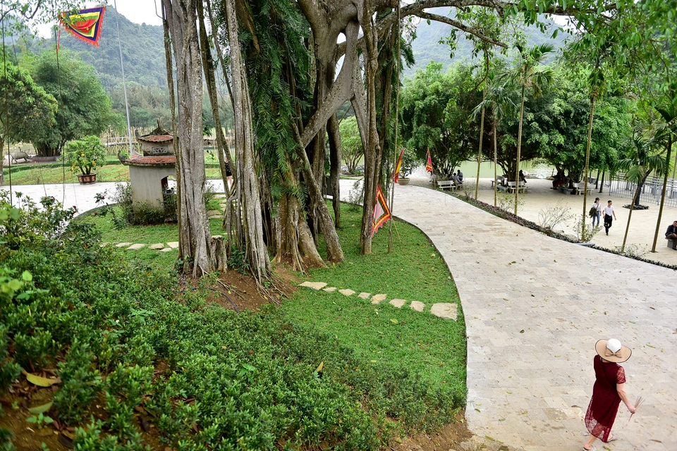 Cây đa &quot;di chuyển&quot; nghìn năm ở Ninh Bình, mỗi bước đi dài cả thế kỷ