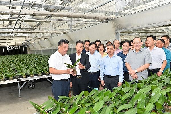 Công ty Châu Giang tiên phong chuyển đổi số trong sản xuất lan hồ điệp