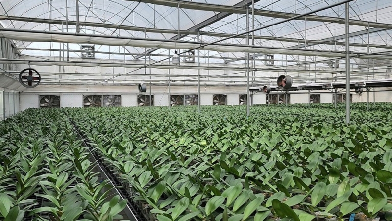 珠江公司在蝴蝶兰生产中率先实现数字化转型