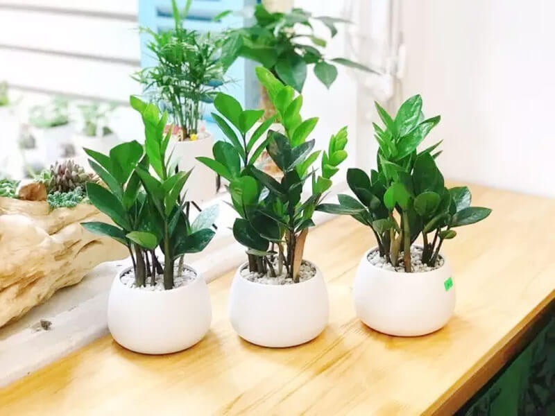 Bí quyết chọn cây cảnh hợp mệnh Kim, trồng đến đâu lộc đến đó