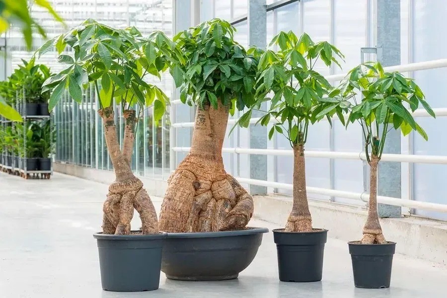 Bí quyết chọn cây cảnh hợp mệnh Kim, trồng đến đâu lộc đến đó