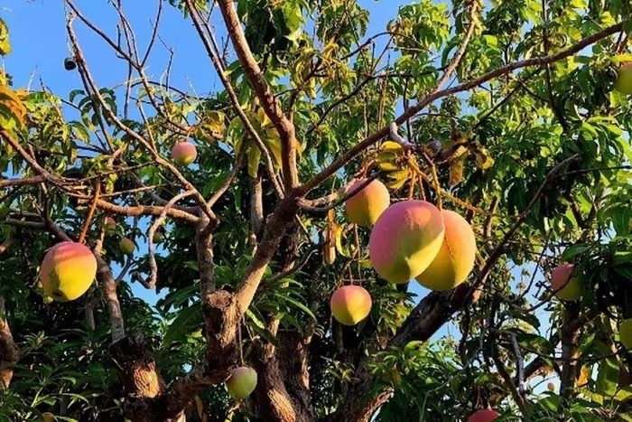 Chiêm ngưỡng cây xoài cổ thụ ở Khánh Hòa, quả hồng đỏ óng ánh như trong phim cổ trang