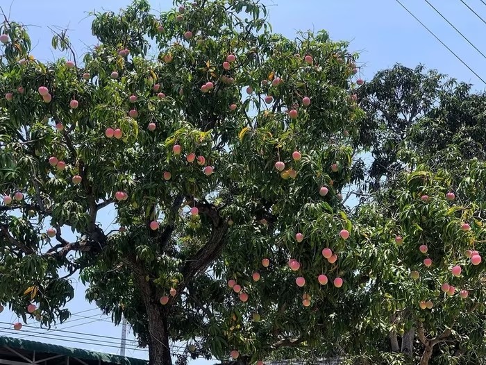 Chiêm ngưỡng cây xoài cổ thụ ở Khánh Hòa, quả hồng đỏ óng ánh như trong phim cổ trang