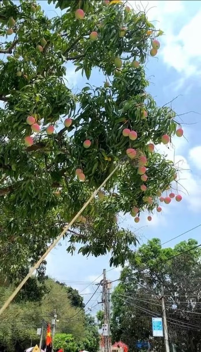Chiêm ngưỡng cây xoài cổ thụ ở Khánh Hòa, quả hồng đỏ óng ánh như trong phim cổ trang