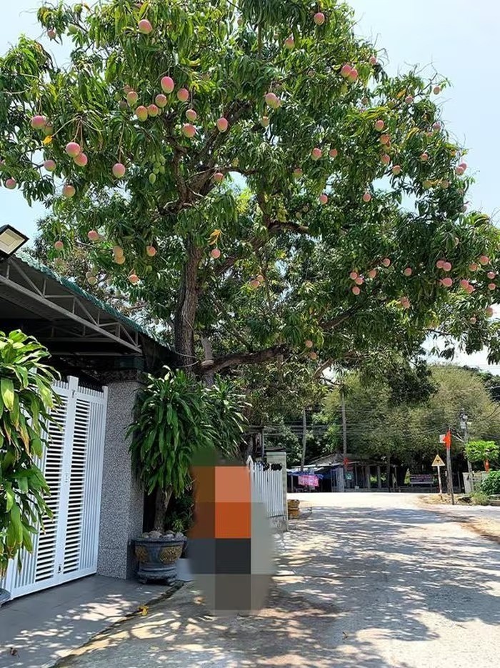 Chiêm ngưỡng cây xoài cổ thụ ở Khánh Hòa, quả hồng đỏ óng ánh như trong phim cổ trang