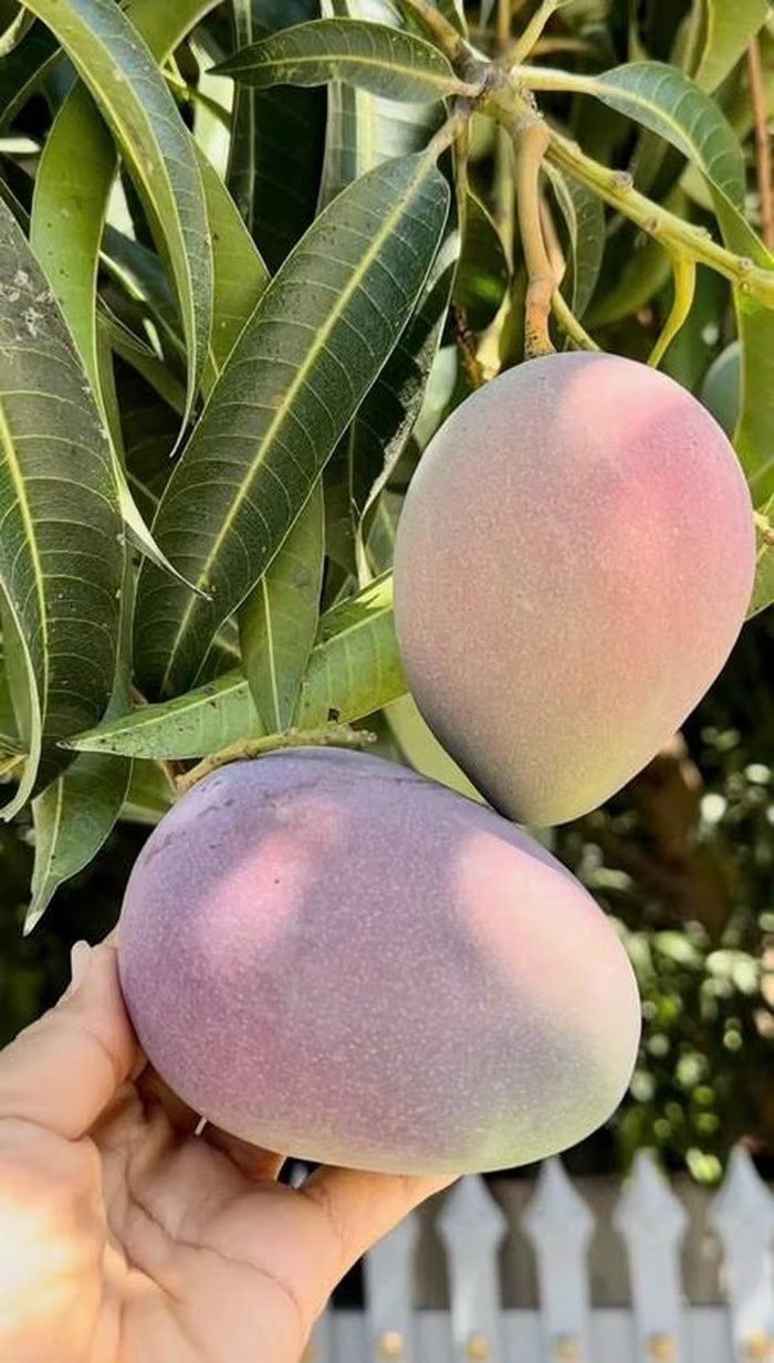 Chiêm ngưỡng cây xoài cổ thụ ở Khánh Hòa, quả hồng đỏ óng ánh như trong phim cổ trang