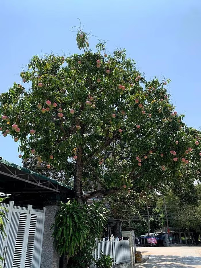 Chiêm ngưỡng cây xoài cổ thụ ở Khánh Hòa, quả hồng đỏ óng ánh như trong phim cổ trang