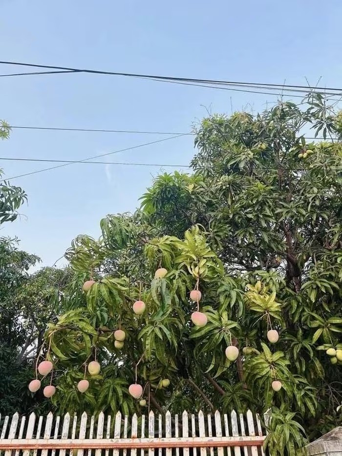 Chiêm ngưỡng cây xoài cổ thụ ở Khánh Hòa, quả hồng đỏ óng ánh như trong phim cổ trang