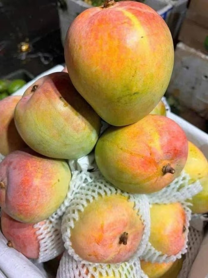 Chiêm ngưỡng cây xoài cổ thụ ở Khánh Hòa, quả hồng đỏ óng ánh như trong phim cổ trang