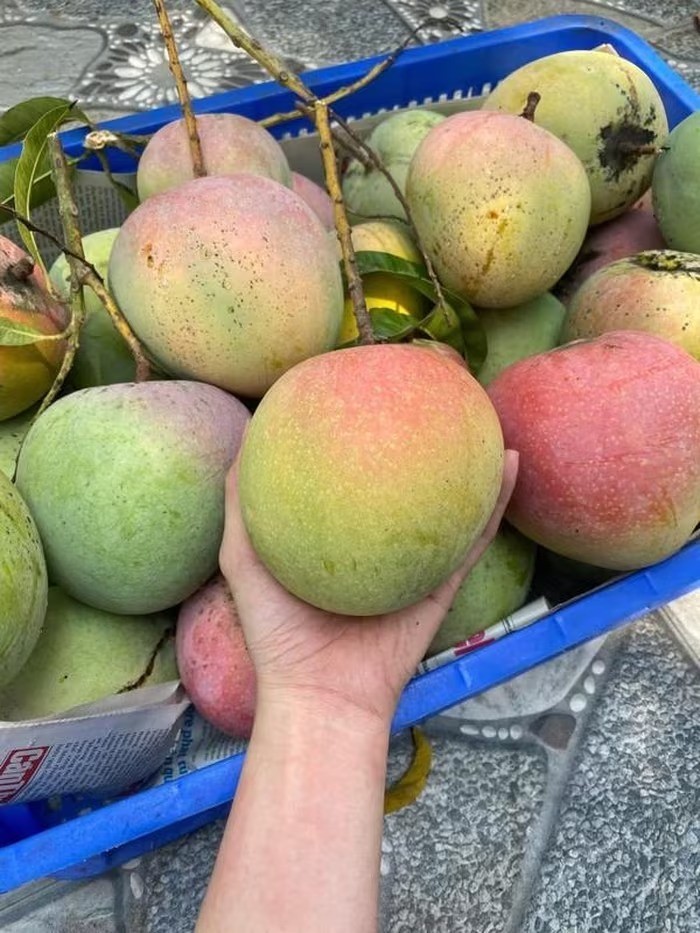 Chiêm ngưỡng cây xoài cổ thụ ở Khánh Hòa, quả hồng đỏ óng ánh như trong phim cổ trang