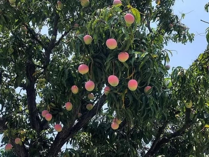 庆和芒果古树：果实宛若古装剧中的仙桃般红润有光泽