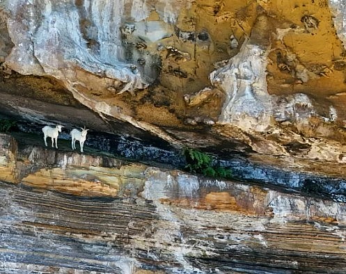 Bí ẩn đàn dê sống sót hơn 250 năm không nước ngọt trên đảo hoang Brazil