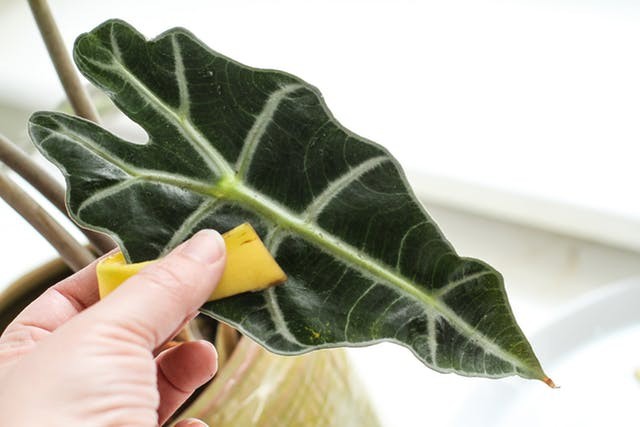 Khi lau, lớp nhựa nhẹ nhàng từ vỏ chuối giúp làm bóng lá và cung cấp vi lượng dinh dưỡng.